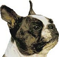 Boston Terrier (image for) Boston Terrier